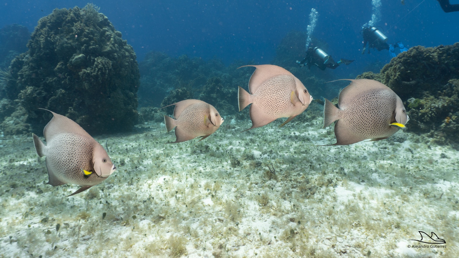 Gray angelfish gliding over a Cozumel reef