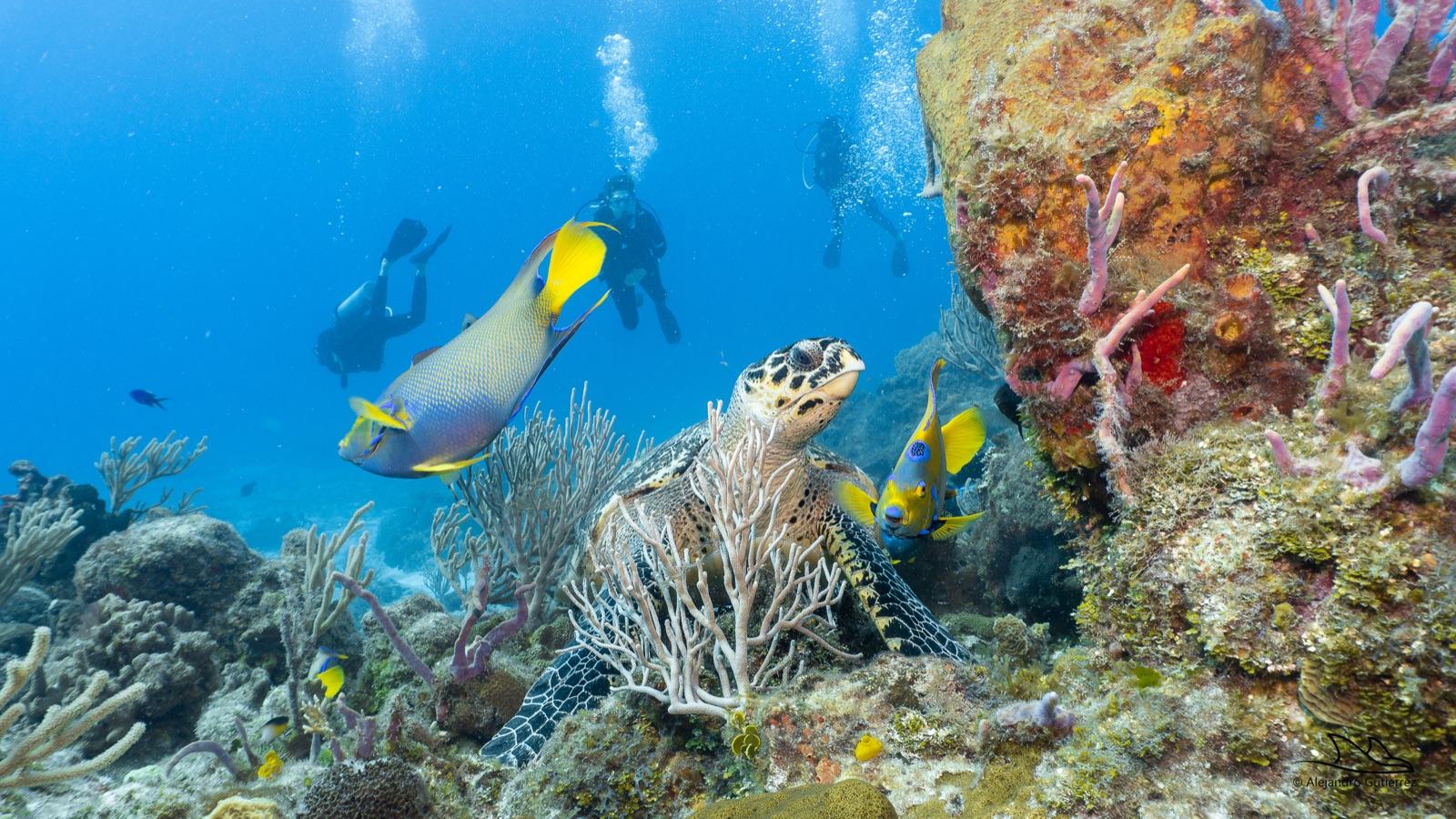 Divers exploring a colorful Cozumel reef with a sea turtle