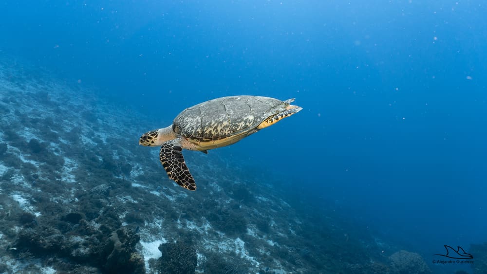 Green turtle swimming over the shallow sand of Paradise Reef, Cozumel
