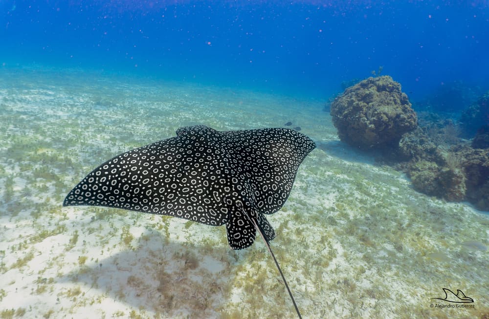 Spotted eagle ray cruising over the sand below the Santa Rosa Wall, Cozumel