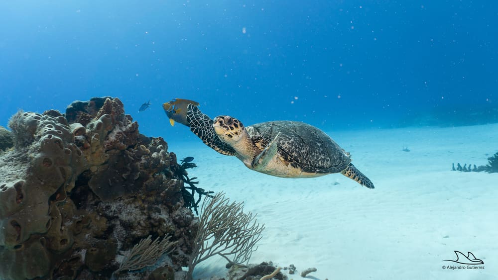 Hawksbill turtle swimming over white sand beside a Cozumel coral head
