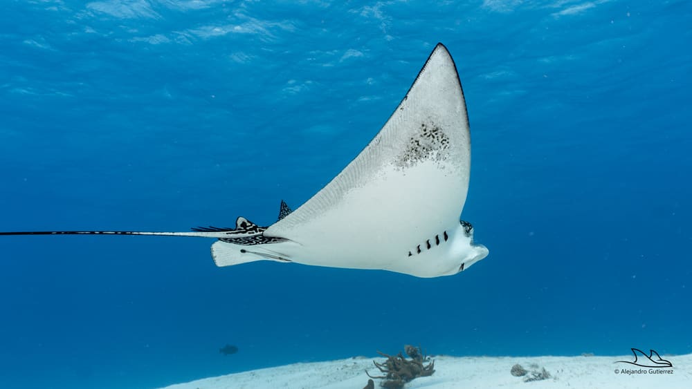 Spotted eagle ray gliding over white sand on a Cozumel reef, open blue water above