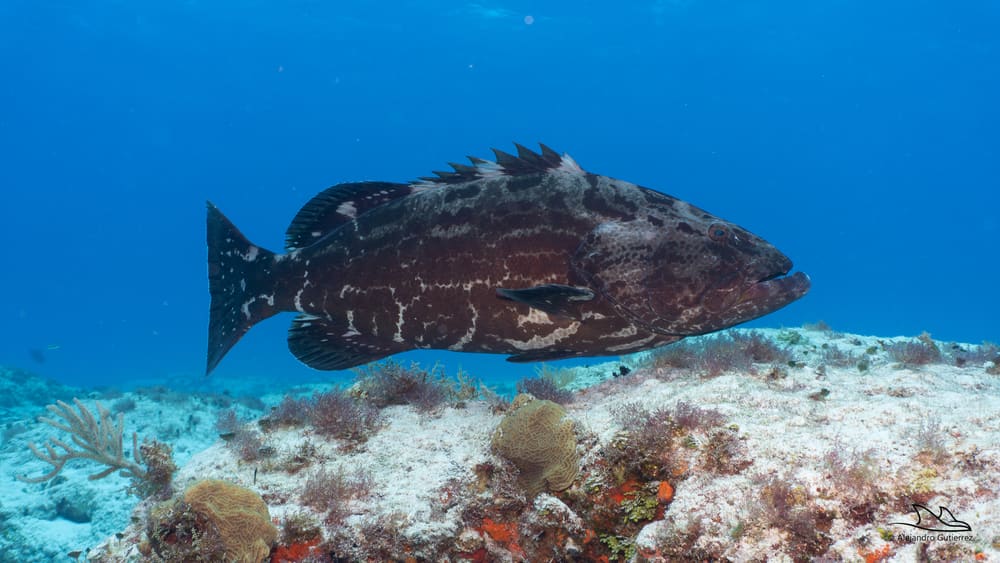 Black grouper hanging over a Cozumel reef