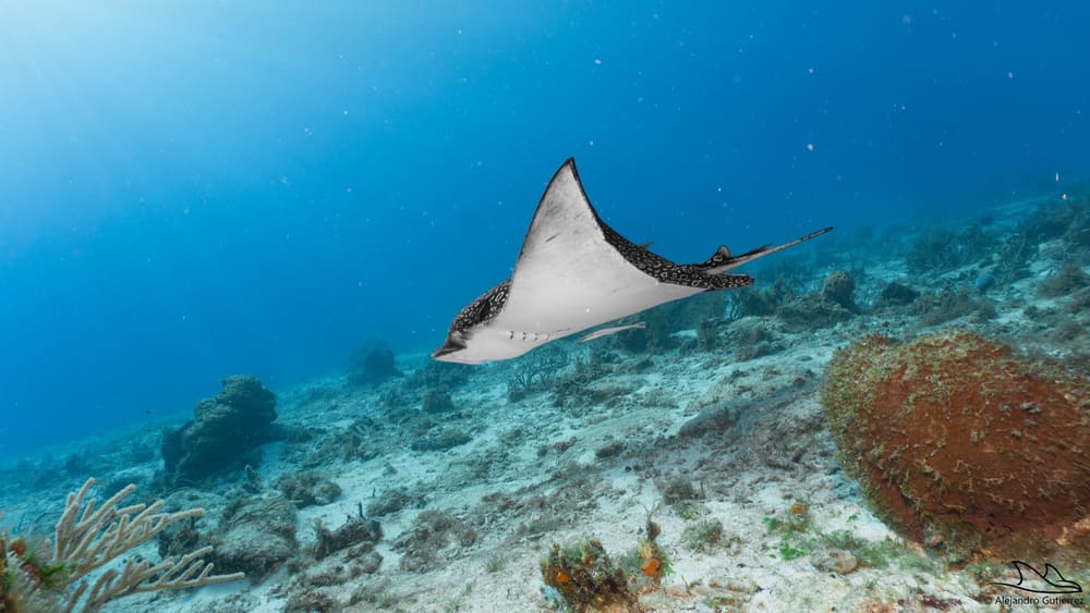 Spotted eagle ray gliding along a sunlit Cozumel wall