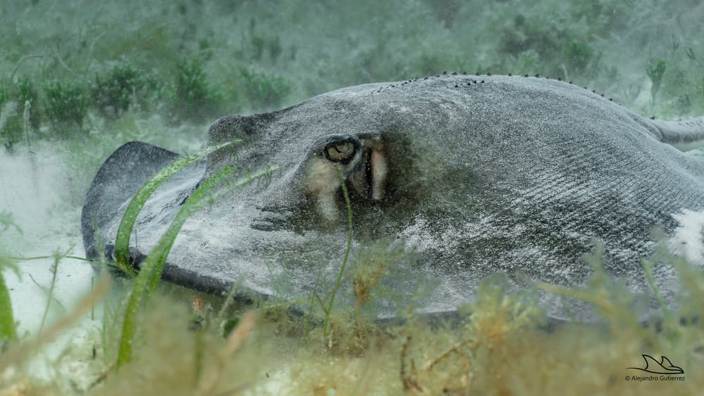Southern stingray half-buried in seagrass and sand, Cozumel