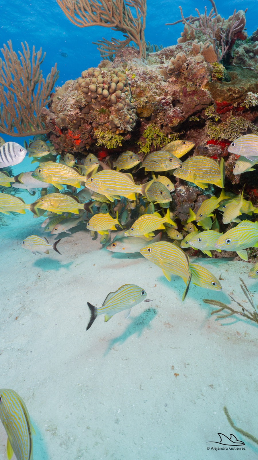 Dense school of grunts over a shallow Cozumel reef