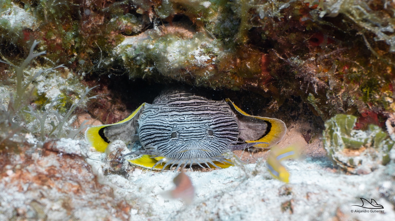 Splendid toadfish under a coral ledge, its striped face and yellow-fringed fins showing — endemic to Cozumel