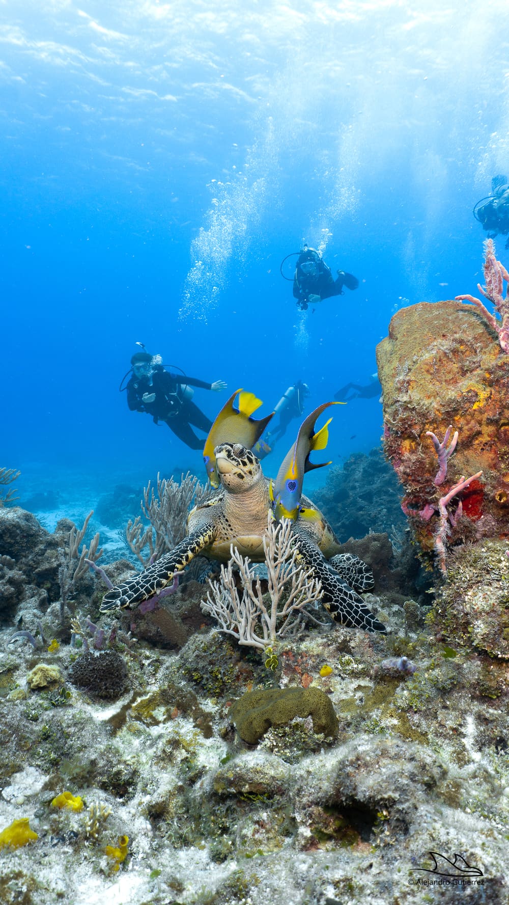 Hawksbill turtle and queen angelfish among sponges and coral, divers drifting above on a Cozumel reef
