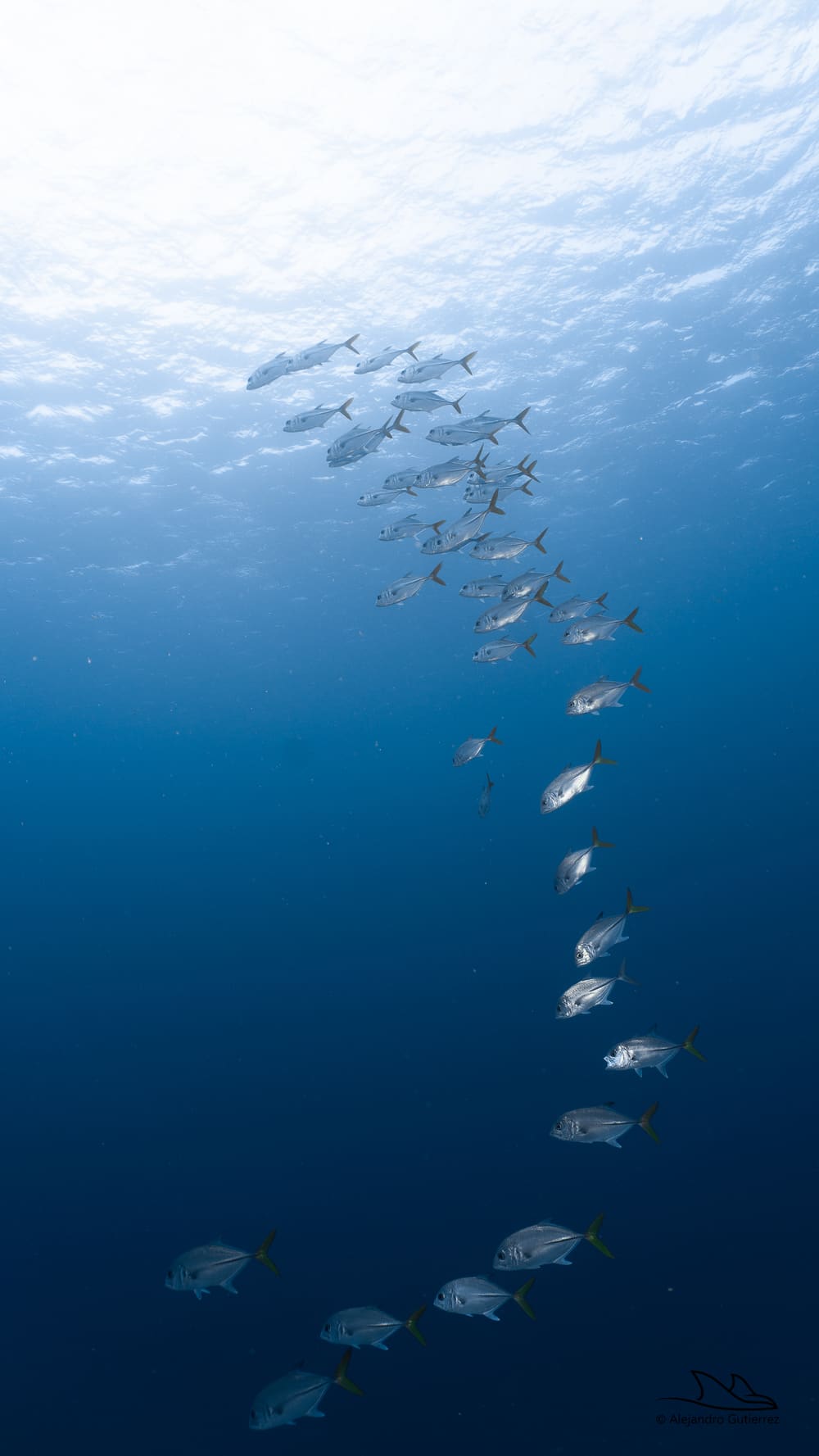 School of fish in clear blue water above a Cozumel reef